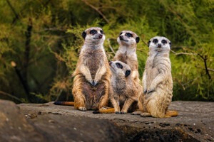 Starke Truppe: die erstaunlichen Tricks der Erdmännchen