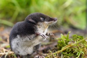 Die giftigsten Tiere Deutschlands