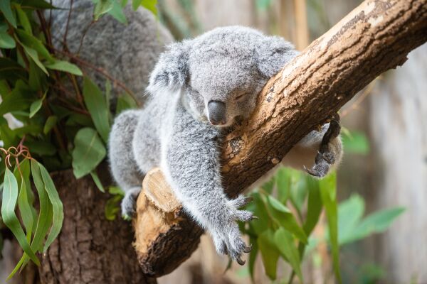 Koalas in Gefahr: Stirbt das faulste Tier der Welt aus?