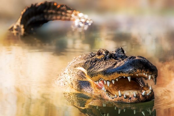 Durch diese Tiere sterben die meisten Menschen