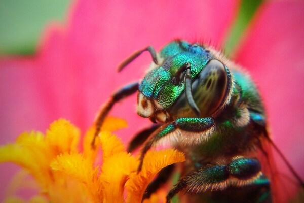 Die spannendsten Fakten über Bienen