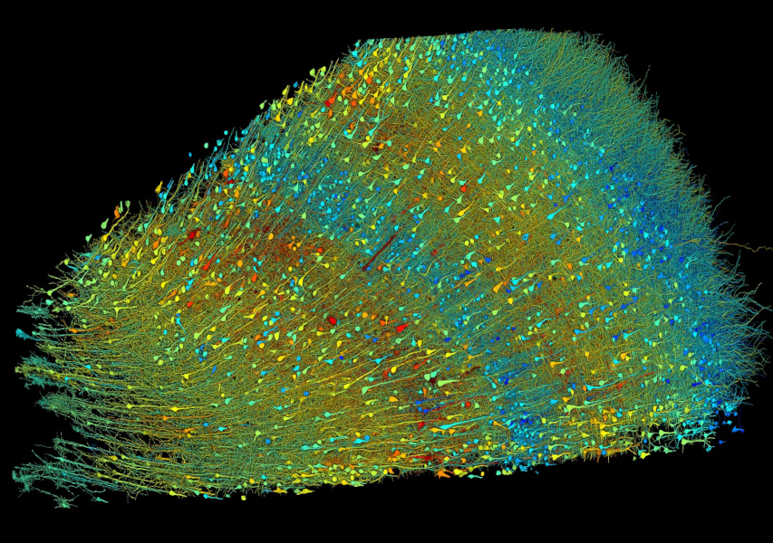 Bild der Woche: eine 3D-Karte (eines kleinen Teils) des menschlichen Gehirns