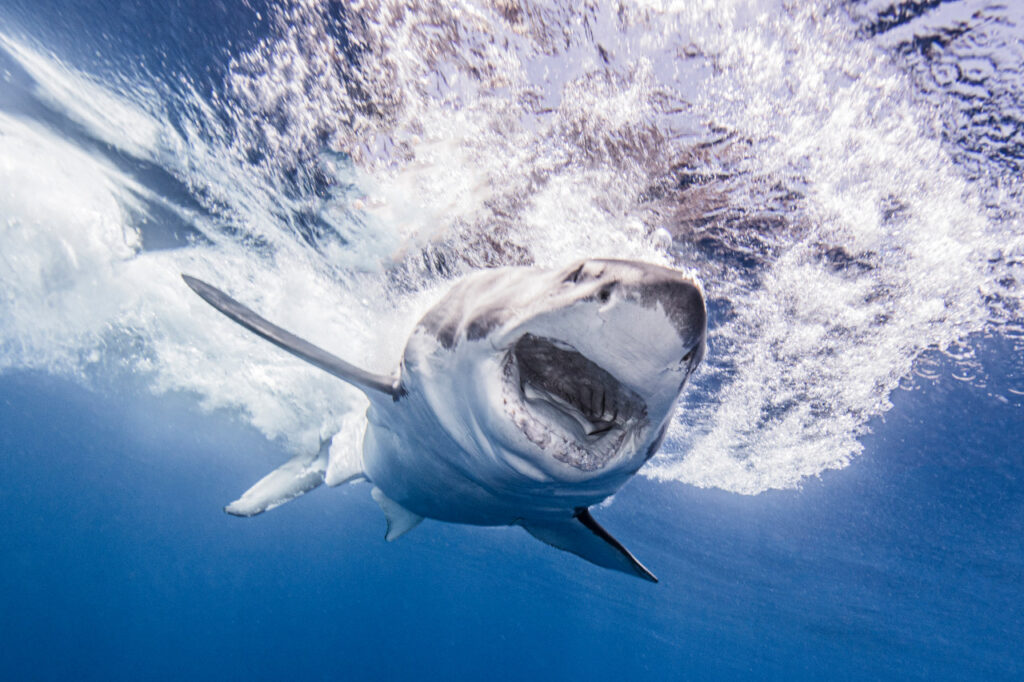 Wie überlebt man eine Haiattacke?