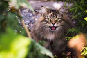 Warum haben Katzen sieben Leben?