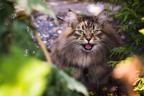 Warum haben Katzen sieben Leben?