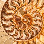 Versteinerte Urwelt: Was Fossilien uns verraten