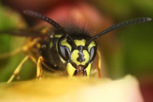 Sind Wespen nützlich oder nerven sie nur?