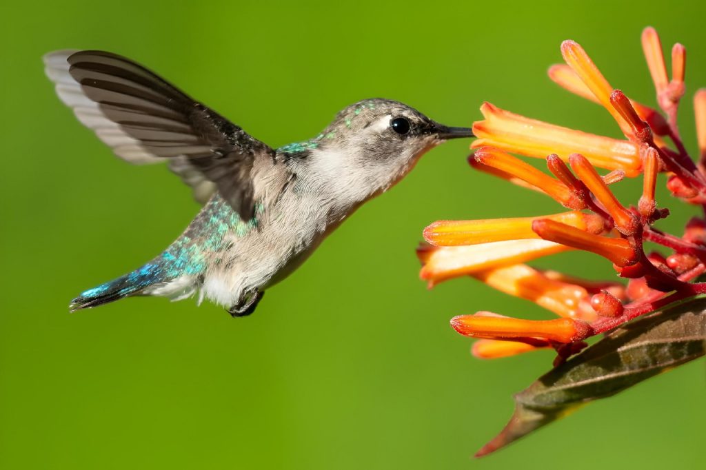 Rasante Sturzpiloten: Kolibris und ihre wilden Luftmanöver