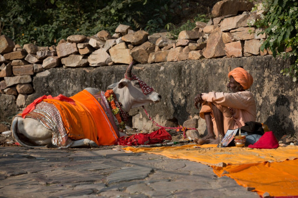 Die heiligen Kühe Indiens